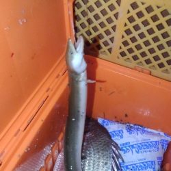ウナギ釣り