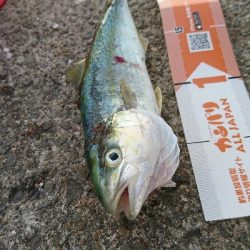 厳しい釣果