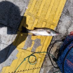 7/7釣果ツバス太刀魚セイゴ豆アジ小サバガシラアカエイエソ