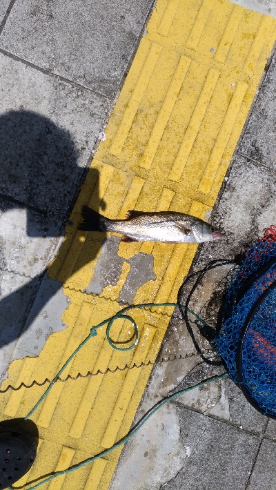 7/7釣果ツバス太刀魚セイゴ豆アジ小サバガシラアカエイエソ