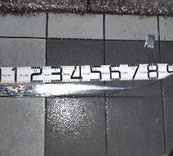 7/13釣果太刀魚でっかいアジツバス豆アジ