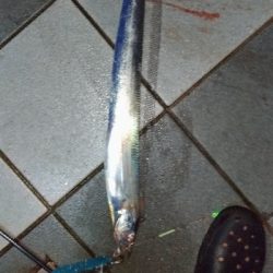 7/15釣果、デカアジ豆アジ太刀魚穴子ツバス