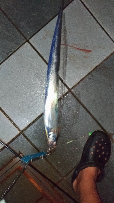 7/15釣果、デカアジ豆アジ太刀魚穴子ツバス