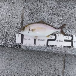 7/20釣果シオツバスチヌエソ豆アジ