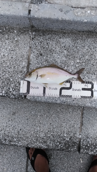 7/20釣果シオツバスチヌエソ豆アジ