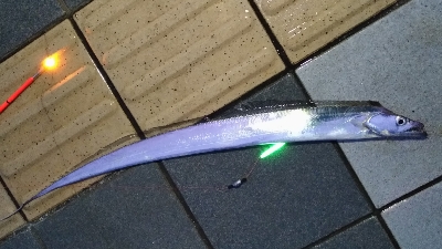 7/27釣果　ヒラメ太刀魚ダツアジ豆アジ