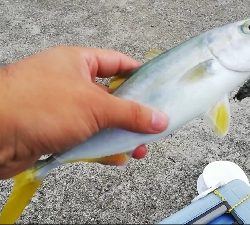 ツバス。色々な釣り方で。