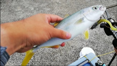 ツバス。色々な釣り方で。