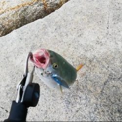 シャローエリアで一投目から…