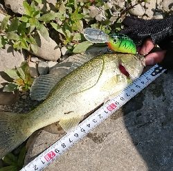 またもやクランク