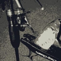 好調!三重のアジング