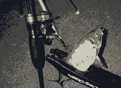 好調！三重のアジング