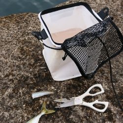 夜:アジング、朝:新竿鱗付け