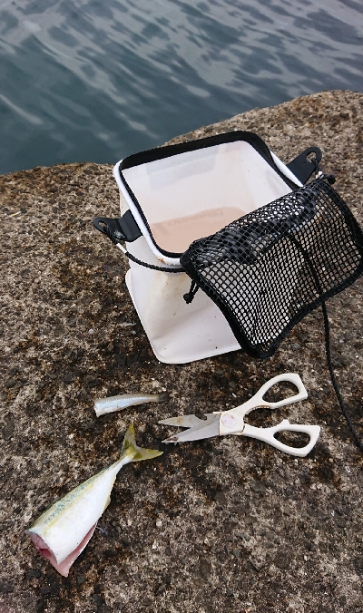 夜：アジング、朝：新竿鱗付け