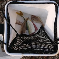 よくひくツバス