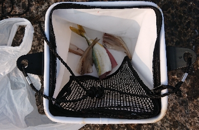 よくひくツバス