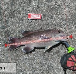 小さくてもカンダイ