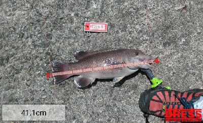 小さくてもカンダイ