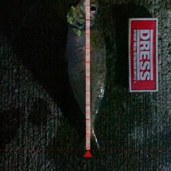 アジングがようやく成立