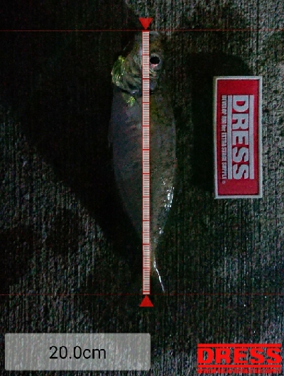 アジングがようやく成立