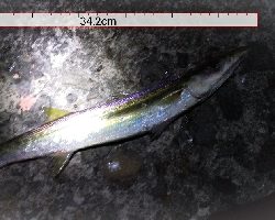 泳がせでそれなりの成果に