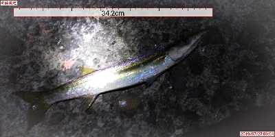 泳がせでそれなりの成果に