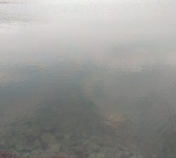 アオリおったけど