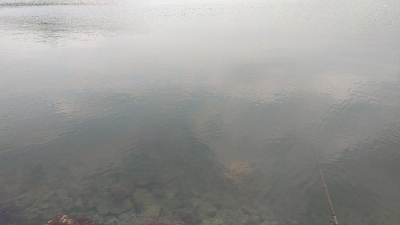 アオリおったけど