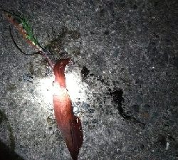 初ケンサキエギング