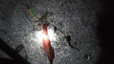 初ケンサキエギング