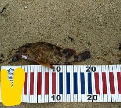 フラットフィッシュ狙いが…