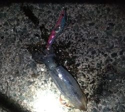 群れが来ないエギング