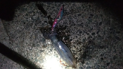 群れが来ないエギング