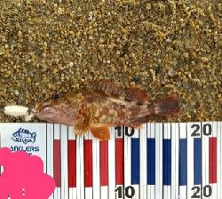 サーフでロックフィッシュ