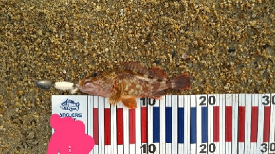 サーフでロックフィッシュ