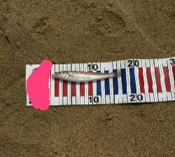 キス釣りとルアー