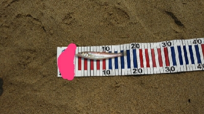 キス釣りとルアー