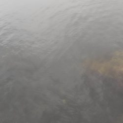 まだ、アオリいました