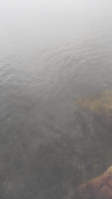 まだ、アオリいました