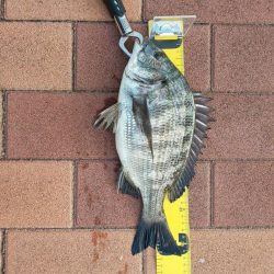 まだまだ　辰巳橋付近