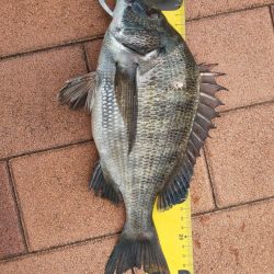 短時間釣行　～辰巳橋付近～