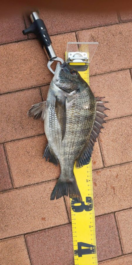 短時間釣行　～辰巳橋付近～