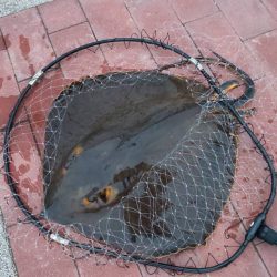 豊洲ぐるり公園