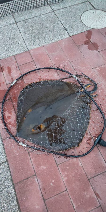 豊洲ぐるり公園