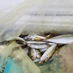 大雨の前の釣行