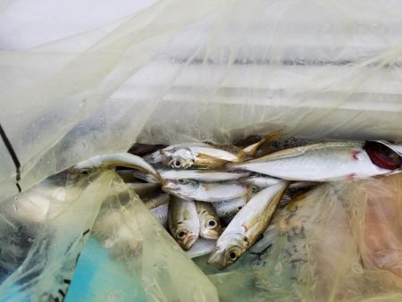 大雨の前の釣行