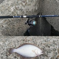 ちっちゃいひらめゲット