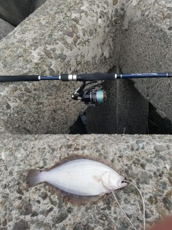 ちっちゃいひらめゲット