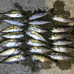 瀬戸内の島アジング(2019-8)