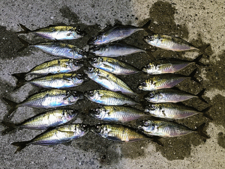 瀬戸内の島アジング(2019-8)